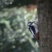 great-spotted-woodpecker-2966578_960_720