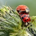 ladybug-1505137_960_720