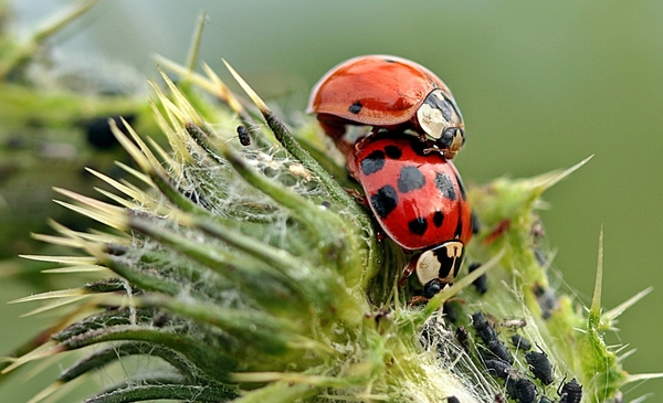 ladybug-1505137_960_720