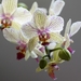 orchidea-3160369_960_720