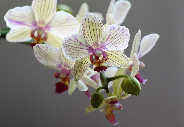 orchidea-3160369_960_720