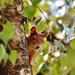 squirrel-1526658_960_720