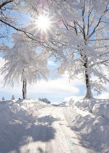 016a1093ba19d8d14d50dd46dc8425bc--winter-tree-beautiful-view