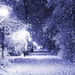 314505-photography-winter-trees-lights-park-filter