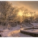 winter-tree-photography-8