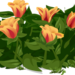 tulips-575734_960_720