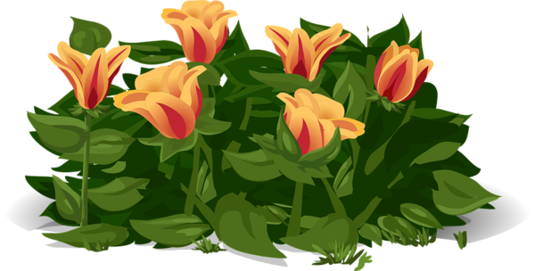 tulips-575734_960_720