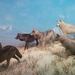 wolves-1308947_960_720