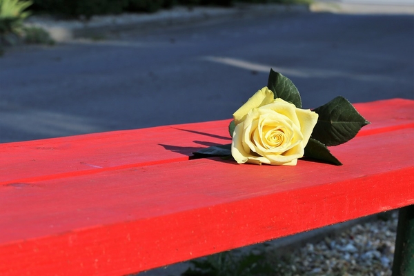 yellow-rose-on-red-bench-3624471_960_720