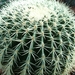echinocactus  grusonii