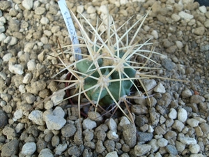 echinocactus  xeranthemoides