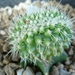 echinocactus grusonii cristaat