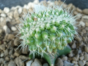 echinocactus grusonii cristaat
