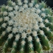 echinocactus grusonii cv. Tansi Kinshachi 1