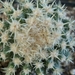 echinocactus grusoniii cv. Tansi Kinshachii