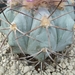 echinocactus horizonthalonus 6