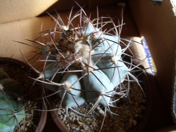 echinocactus horizonthalonus-1