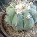 echinocactus horizonthalonus-2