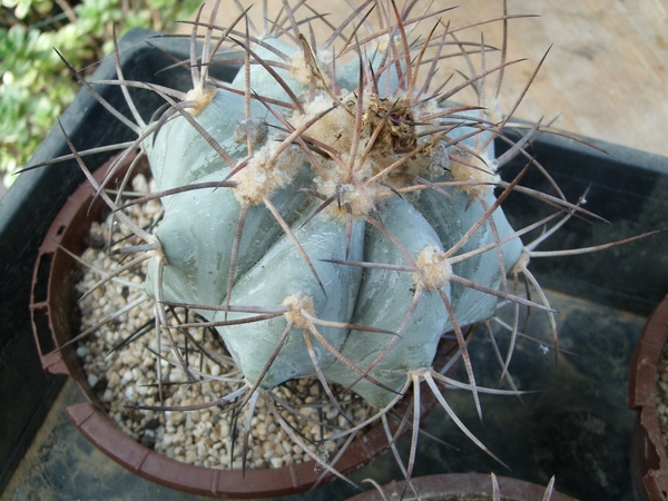 echinocactus horizonthalonus-3