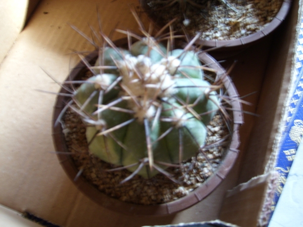 echinocactus horizonthalonus