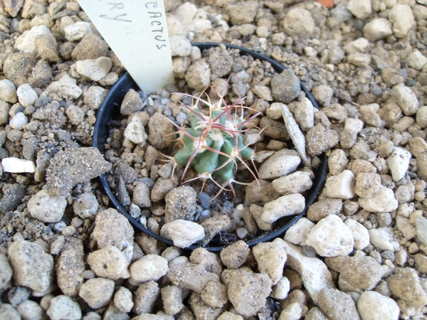 echinocactus parryi