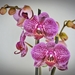 orchid-2015977_960_720
