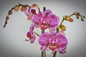 orchid-2015977_960_720