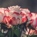 roses-2810115_960_720
