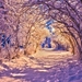 519368_winter-winter-alley-coldness-light-path-trees-nature-woods