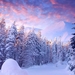 977133_30-snow-tree-wallpapers-pictures_1366x768_h
