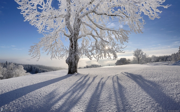 snowy-tree,-snowy-landscape-218004