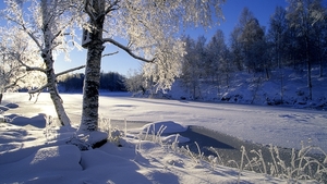 Sweden_snow_tree_wallpaper_1920x1080