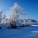 landscapes nature winter snow trees white frozen lithuania footpr