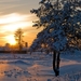 Sun-light-decline-winter-tree-snow-crust-shine-649951