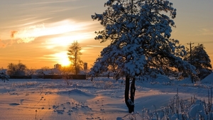Sun-light-decline-winter-tree-snow-crust-shine-649951