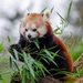 red-panda-1182066_960_720