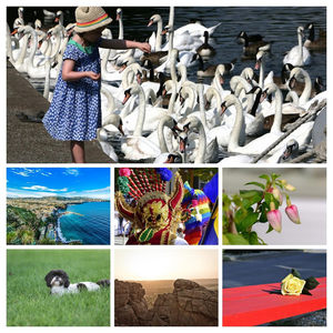 swans-3537873_960_720-COLLAGE