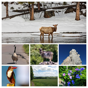 yellowstone-2230516_960_720-COLLAGE