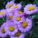 flowers-purple-3484456_960_720