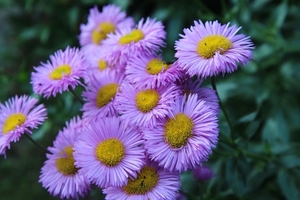 flowers-purple-3484456_960_720