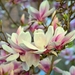 magnolia-723801_960_720