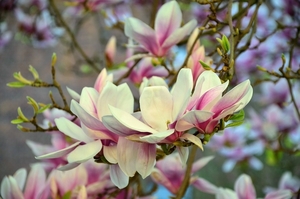 magnolia-723801_960_720