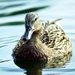 mallard-duck-3430033_960_720