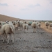 sheep-3556440_960_720