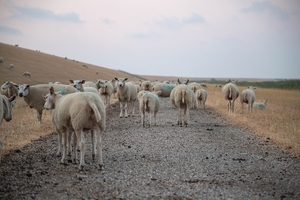 sheep-3556440_960_720