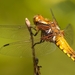 dragonfly-3447141_960_720
