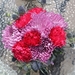 flowers-3584150_960_720
