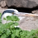 heron-3452367_960_720