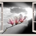 magnolia-1392460_960_720