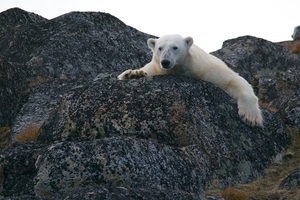 polar-bear-828995_960_720